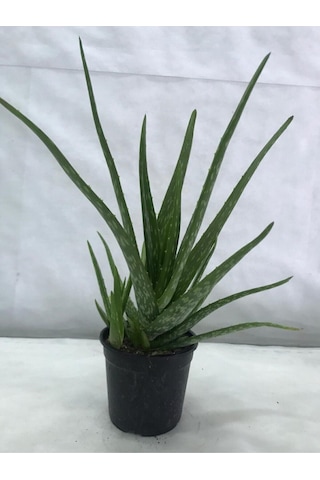 Aloe Vera Bitkisi Sarısabır Cilt Için Uygun Jel Aleovera 30 - 40 Cm