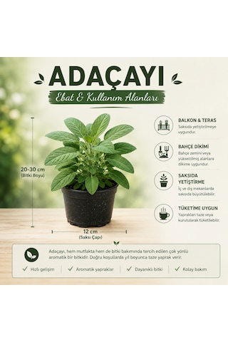 Saksılı Adaçayı Bitkisi Salvia Officinalis Aromatik Şifalı Bitki Canlı Adaçayı Fidesi 20-30 Cm