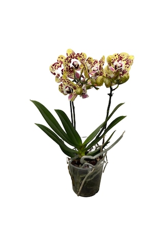 Phalaenopsis 'Orient Express' (Sarı Orkide) Ø12 Cm Y45-50 CM