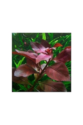 Repens Rubin Saksı Canlı Bitki Tr-p292