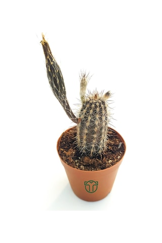 Echinocereus Mirabilis 5.5 Cm Saksıda