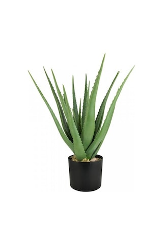 Aloe Vera Sarı Sabır 5 Adet