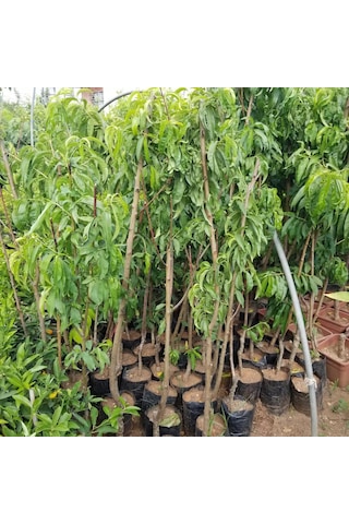 3 Yaş Aşılı Şeftali Fidanı Spring Lady, Torbada