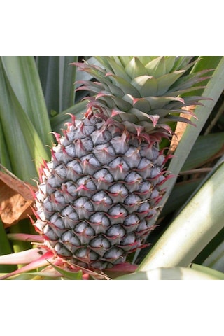 Cox Shine Mersin Saksıda Ananas Fidanı 30-40 Cm