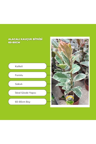 Alacalı Kauçuk Bitkisi 60-80cm