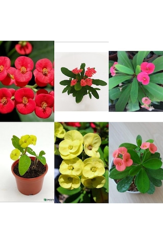 Videolu 3 Adet Sarı/kırmızı/pembe Dikenler Tacı Çiçeği 10-15 Cm Tüplü Çiçekli Bodur Euphorbia Milii