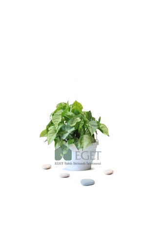 Melek Kanadı Çiçeği Syngonium Podophyllum - 2 Lt Askılı Saksıda