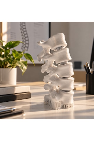 Anatomik Omurga Modeli 17 Cm Hareketli Omurga Maketi Eğitim Ve Fizyoterapi Dekoru