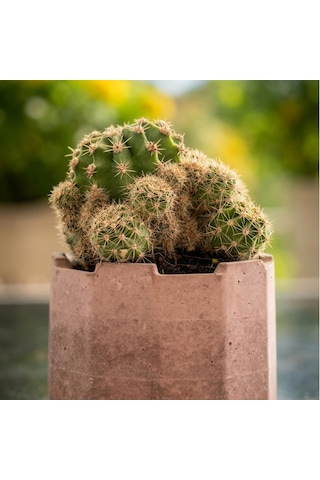 Tr Zevli Ateliera El Yapımı Beton Saksı + Canlı Sukulent & Kaktüs Koleksiyonu Kızıl Toprak, Geo, Echinopsis O