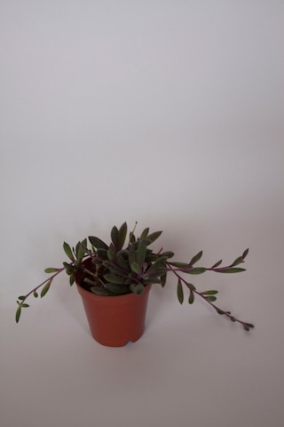 Yakut Kolyesi Çiçeği Othonna Capensis Sukulent Tekli 5,5 Cm Saksıda