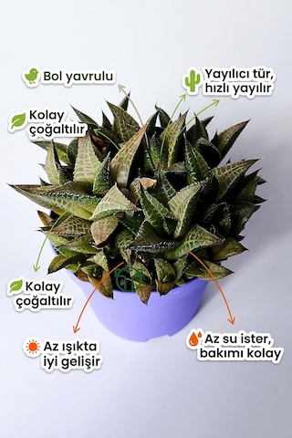 Haworthia Venosa Koleksiyonluk Sukulent Ev Ve Ofis Bitkisi 1 Adet