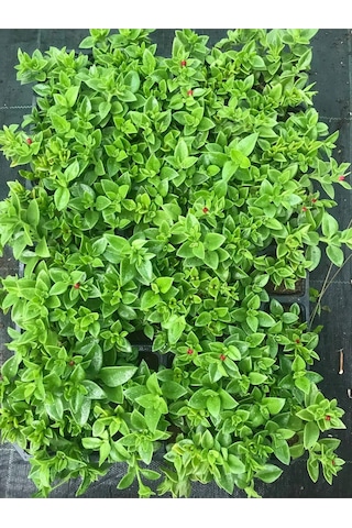 Pink Delosperma Buz Çiçeği 10 Adet Tüplü 10-20cm