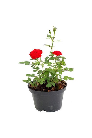 Videolu Yediveren Fuji Kokulu Gül Fidanı 30-65 Cm Saksılı Aşılı Gül Rose Bush