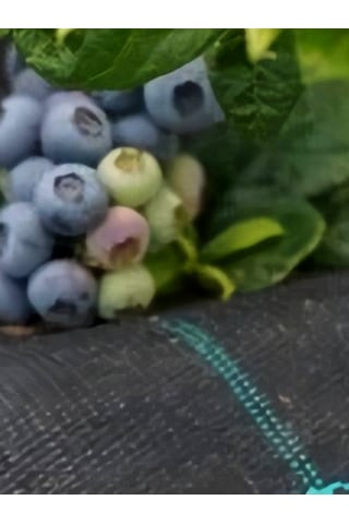 1 Mt X 100 Mt Sulzer Kumaş Sera Taban Yabani Ot Örtüsü Jüt Peyzaj