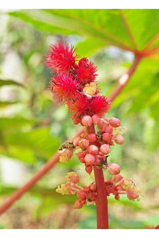 Bykurt Sunagri Kene Çiçeği Tohumu - Balkon & Bahçe İçin Tropikal Ve Gösterişli 5 Adet Tohum