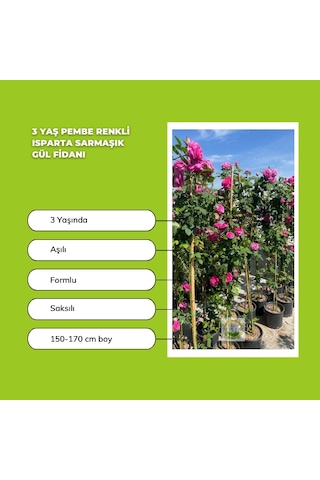 2 Adet 3 Yaş Pembe Renkli Isparta Sarmaşık Gül Fidanı Paketi