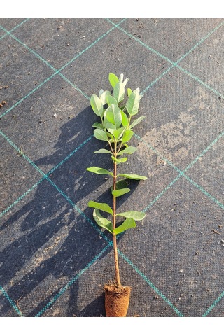 Kaymak Ağacı Feijoa Fidanı 2 Adet