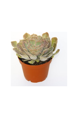 Echeveria Sukulent Büyük Boy