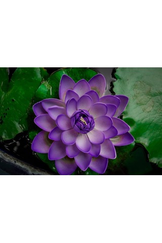 10 Adet Mor Lotus Tohumu Nilüfer Tohumu