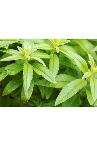 Yoğun Limon Kokulu, Limon Otu Melisa Fidanı Aloysia Triphylla , Pet Bardakta Mini Fide