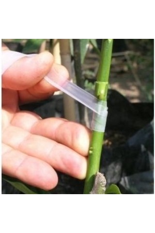 Veta Aşı Bandı Bitki Meyve Rulo Aşılama Bağı Silikonlu 200