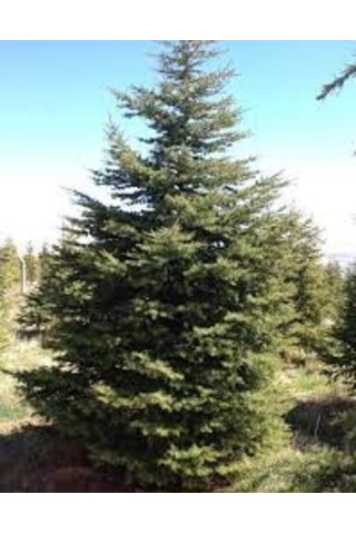 Fidan Toros Sedir Fidanı 80 -100 Cm Arası Boy 1 Adet