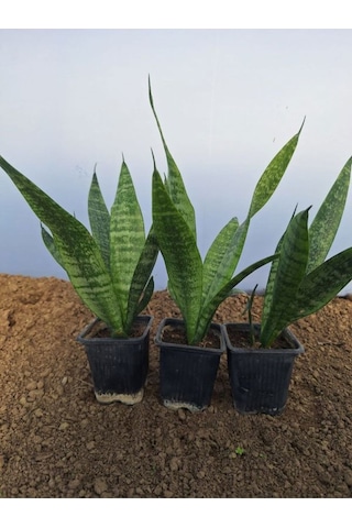 Videolu Kılıç Çiçeği 20 30 Cm 3 Adet Saksılı İç Mekan Bitkisi Gladiolus