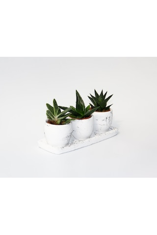 Trio Beyaz Sukulent Seti - Haworthia. Gasteria. Aloe Ferox