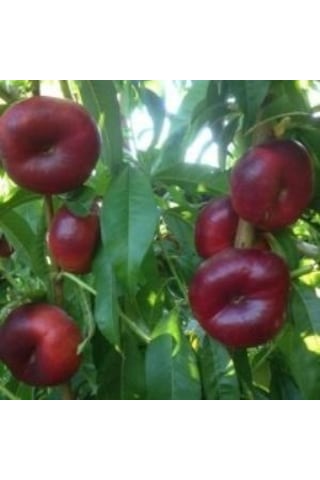 Tüplü Aşılı Kendine Verimli Basık Nektarin Fidanı