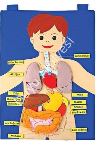 Kumaş İç Organlarımız Cırtlı Panosu