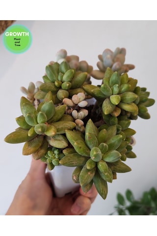 Little Jewel Sukulent 1 Adet
