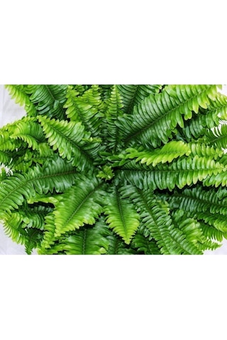 Çilek Fidesi Kokulu Yediveren Çilek 13 Cm Saksıda