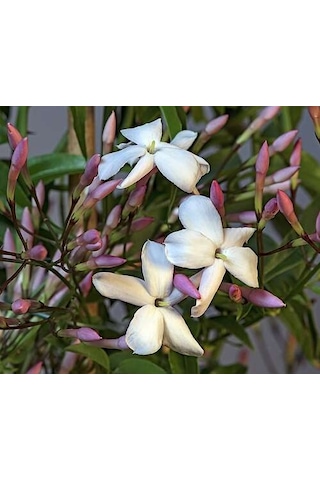 Jasminum Polyanthum - Hoş Kokulu Ve Gösterişli Çiçekli Bitki Şam Yasemini Değil