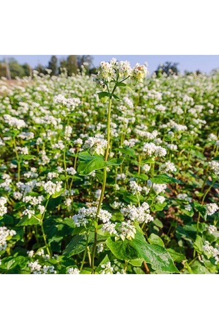 Kappadokia Glutensiz Çiğ Karabuğday Greçka 5 Kg