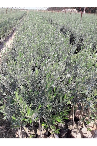 Trilye Gemlik Zeytin Fidanı 3 Adet