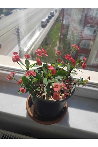 Dikenler Tacı Çiçeği Pembe Yetişmiş