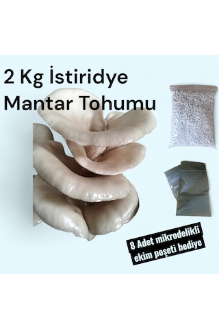 2 Kg Istiridye Mantarı Tohumu 1 adet
