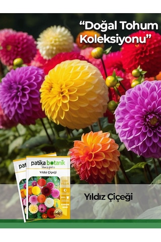30 Adet Yıldız Çiçek Tohumu Dahlia Pinnata 1