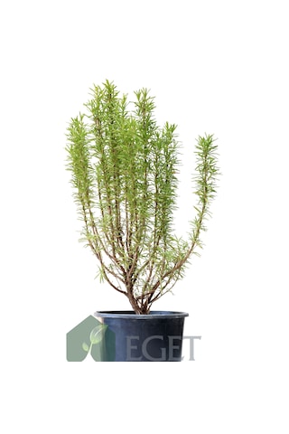 Saksıda Organik Biberiye Rosmarinus Officinalis