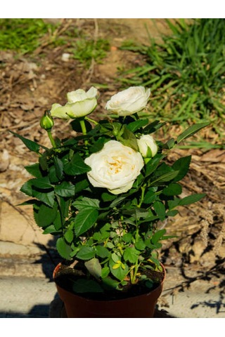 Videolu Çıtır Minyatür Beyaz Renkli Gül 20 30 Cm 1 Adet Saksılı Aşılı Gül White Rose