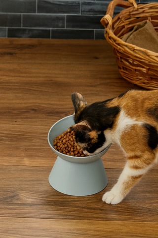 Yüksek Ayaklı Evcil Hayvan Mama Kabı - Mavi