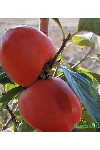 Rojo Brillante Trabzon Hurma Fidanı Aşılı Tüplü 100-150 Cm