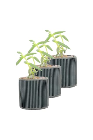 Mini Çiçek Saksı Küçük Sukulent Siyah Kaktüs Saksısı 3'lü Set Düz İnce Çizgili Model