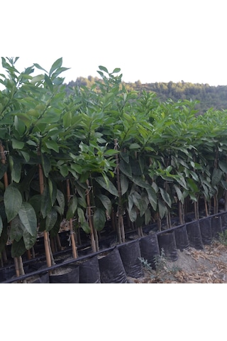 Tüplü Aşılı Kara Limon Yaş 1-2 Boy 90-100Cm