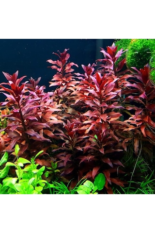 Ludwigia Grandulosa Akvaryum Bitkisi Canlı Bitki 5 Dal