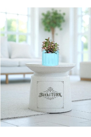 Bitkitürk-turkuaz Beton Saksıda Fittonia Ofis Salon Bitkisi
