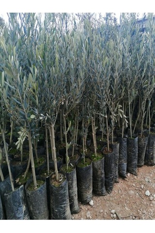 Videolu Gemlik Zeytin Fidanı Fidesi 1 Adet 1. Kalite 80-150 Cm Saksılıtüplü Olive Sapling Diğer