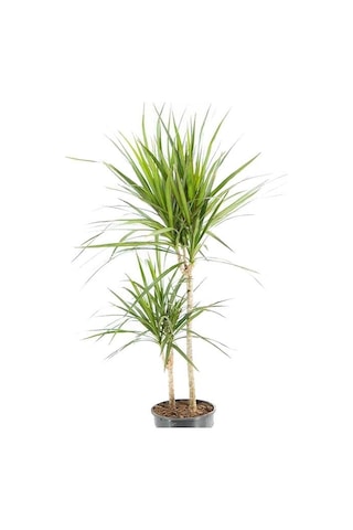 Dracaena Marginata 2 Gövdeli Yeşil