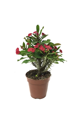 Euphorbia Milii 'Pink' (Dikenler Tacı Çiçeği) Ø12 CM Y20-25 CM