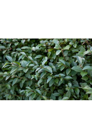 Ligustrum - Kurt Bağrı Çit Bitkisi 20 Adet